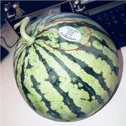 网红吃瓜视频在哪里找到,热门平台及制作技巧大揭秘 第1张 网红吃瓜视频在哪里找到,热门平台及制作技巧大揭秘 第1张