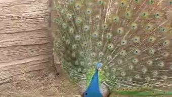 孔雀视频在线观看  第2张